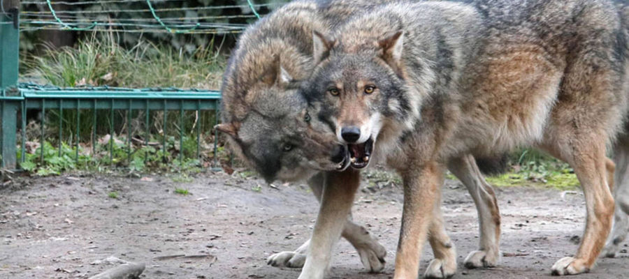 Populacja wilków w warmińsko-mazurskim szacowana jest na 160 osobników, ale inwentaryzacja była przeprowadzana wiele lat temu