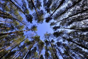 Już niedługo Wrocław będzie się mógł poszczycić jednym z pierwszych lasów kieszonkowych w Polsce!