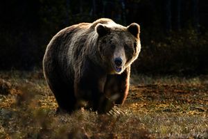 Niedźwiedź brunatny zranił w mieście pięć osób, wprowadzono stan nadzwyczajny