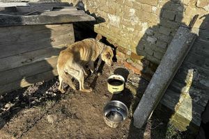 Animalsi z Barczewa uratowali psa przed śmiercią głodową