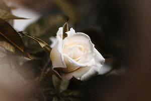 Liza spoczęła w płatkach białych róż