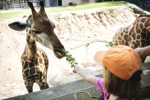 Z nauką wśród zwierząt. Warszawskie zoo obchodzi Dzień Misji Ogrodów Zoologicznych i Akwariów