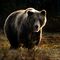 Niedźwiedź brunatny zranił w mieście pięć osób, wprowadzono stan nadzwyczajny