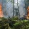 W lasach na Warmii i Mazurach może zrobić się niebezpiecznie? Wszystko przez wypalanie traw 