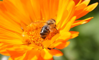 O pszczołach i pestycydach raz jeszcze