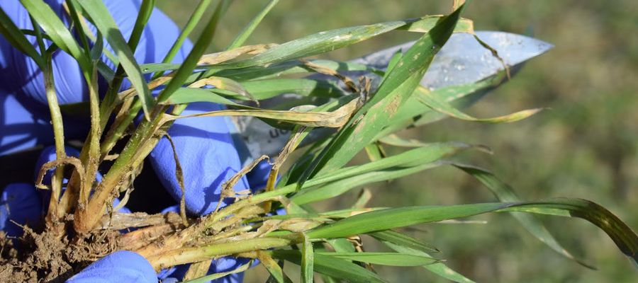 Rolnicy często wczesną wiosną szukają biostymulatorów, żeby przyspieszyć wiosenny start roslin