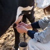 Udój krów - zasady higieny udoju, o których warto wiedzieć