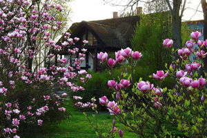 Boleszyn różowy i magnoliowy