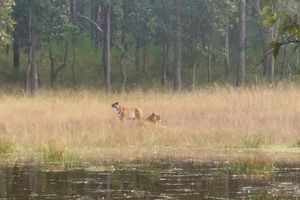 Niezwykła przygoda w dzikiej dżungli Rezerwatu Tygrysów w Indiach