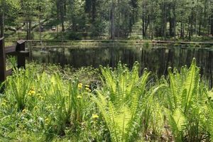 Arboretum w Kudypach otwarte dla zwiedzających
