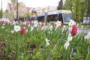 Centrum Olsztyna rozkwitło. Kolorowe kwiaty opanowały ulice [ZDJĘCIA]