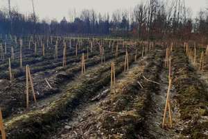 Tam rozpoczęły się nasadzenia lasów. 140 tys. sadzonek drzew i krzewów