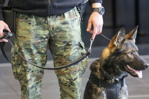 Szkolenie psów służbowych w porcie lotniczym Olsztyn-Mazury