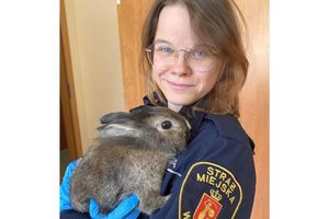 Zagubiony królik zauroczył strażniczkę z warszawskiego ekopatrolu