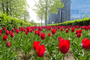 Żonkile i tulipany ku pamięci bohaterom z getta