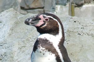 W płockim zoo nowi mieszkańcy - pingwiny Humboldta i rybitwy wąsate