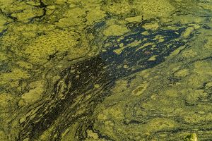 Wzrost ilości złotej algi w Zbiorniku Czernica i w Odrze w Łanach