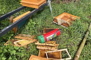 Pszczoły ofiarami wandali w Wilanowie [GALERIA]