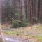 Rysie przyłapane podczas psot w Puszczy Piskiej. Niezwykłe nagranie podbija media społecznościowe [VIDEO]