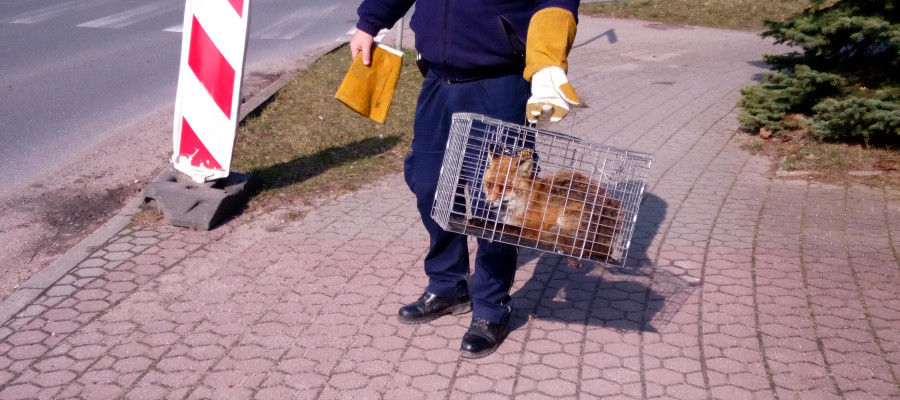 Strażnik miejski z odłowionym lisem na terenie Olsztyna