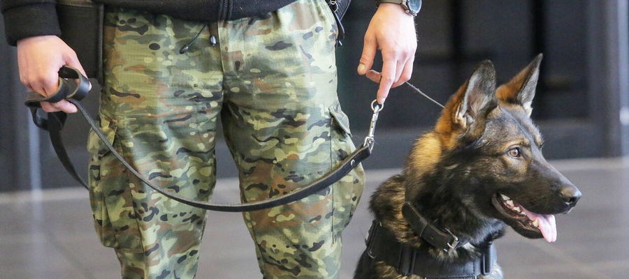 Szkolenie psów służbowych w porcie lotniczym Olsztyn-Mazury