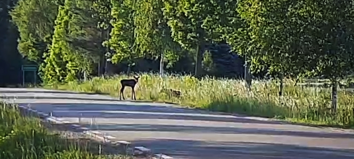 Małe łosie z gminy Stare Juchy potrzebowały pomocy - uratowali je policjanci