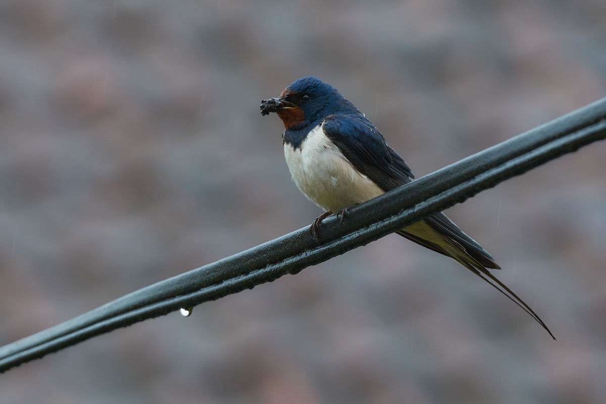 Dymówka (Hirundo rustica)