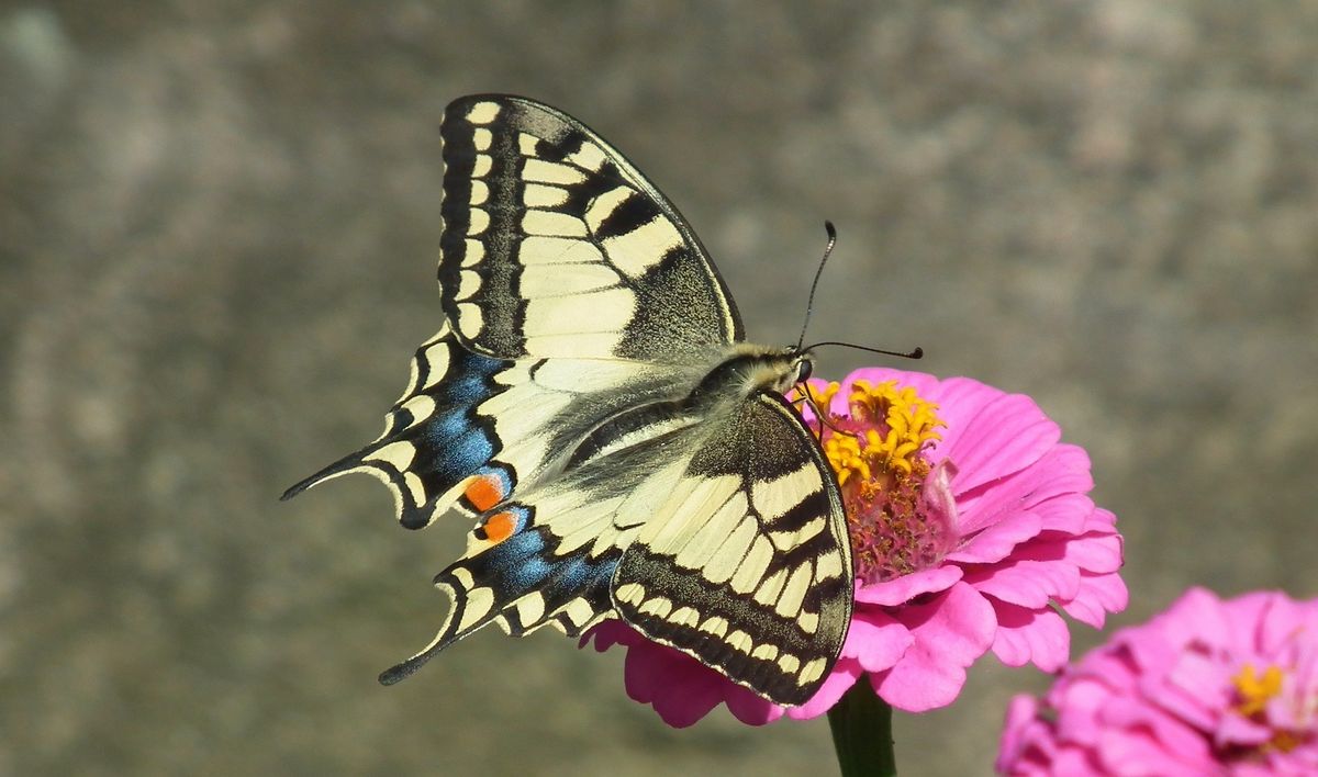 Motyl paź królowej Papilio machaon
