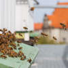Czy pszczoły miodne wyginą? Czy ludzie bez pszczół przeżyją?