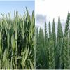 Odmiana a technologia uprawy pszenicy

