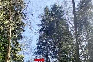 Najwyższe rodzime drzewo w Polsce to jodła pospolita rosnąca w Pieninach