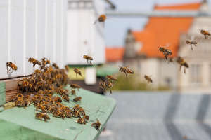 Czy pszczoły miodne wyginą? Czy ludzie bez pszczół przeżyją?