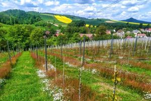 Dolnośląscy winiarze liczą straty