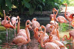 W ogrodzie zoologicznym zbudowano całoroczny pawilon dla flamingów