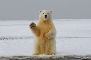 Czy Warszawa żegna niedźwiedzie polarne?