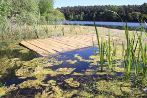 Jezioro Długie w Olsztynie ponownie zarasta? [ZDJĘCIA]