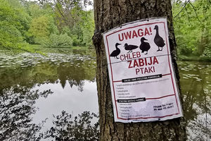 Niecodzienne ostrzeżenia w olsztyńskim Jakubowie. Chodzi o dokarmianie ptaków 