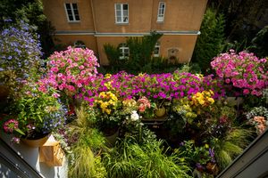 Miasto poszukuje najpiękniejszych ogrodów i balkonów