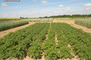 10. edycja w nowej odsłonie - Piknik Agro Western w Bałcynach