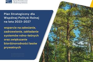 Interwencje leśno-zadrzewieniowe - rusza nabór wniosków w ARiMR
