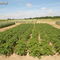 10. edycja w nowej odsłonie - Piknik Agro Western w Bałcynach