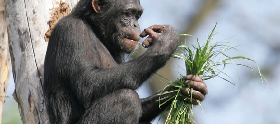 Szympansica Lucy - 2009r.