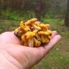 Sucho w warmińsko-mazurskich lasach - grzyby i jagody rarytasem