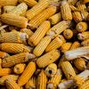 Co się dzieje na rynku? Aktualne ceny kukurydzy na świecie
