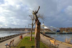 Wycinka drzew na molo. Posadzą nowe brzozy