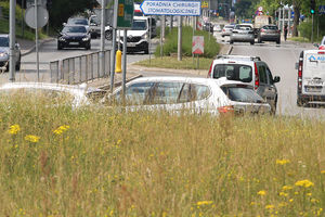 Wysokie trawy w Olsztynie zagrażają bezpieczeństwu [ZDJĘCIA]