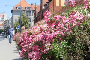 Centrum miasta rozkwitło. Kolorowe kwiaty opanowały ulice Olsztyna[ZDJĘCIA]