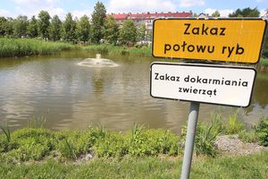 Czy popularne szczury wodne opanowały staw przy ul. Wilczyńskiego w Olsztynie? [ZDJĘCIA]