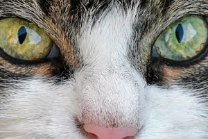 Sterylizacja kotek z dofinansowaniem