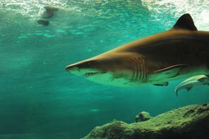 Rekin terroryzuje turystów? Zamknięto trzy popularne plaże 